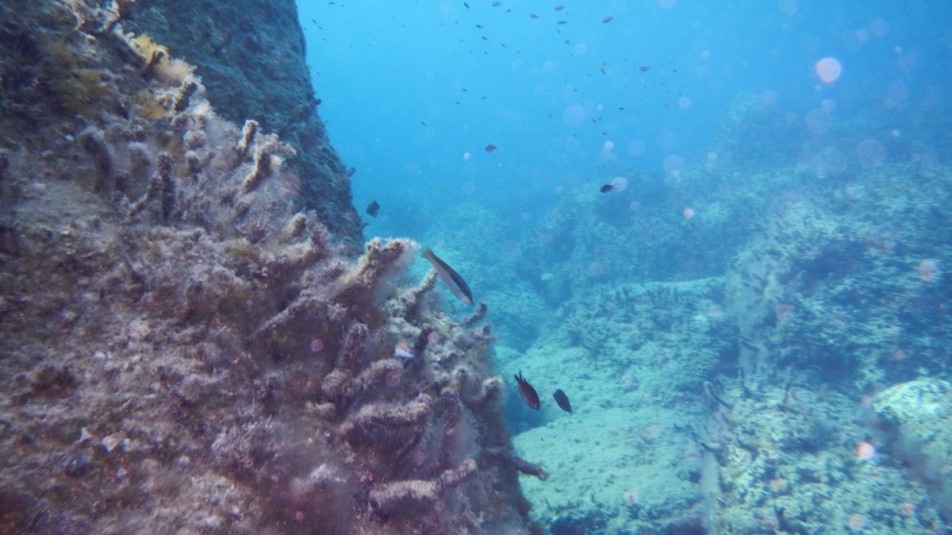 Snorkeling in Gerakas