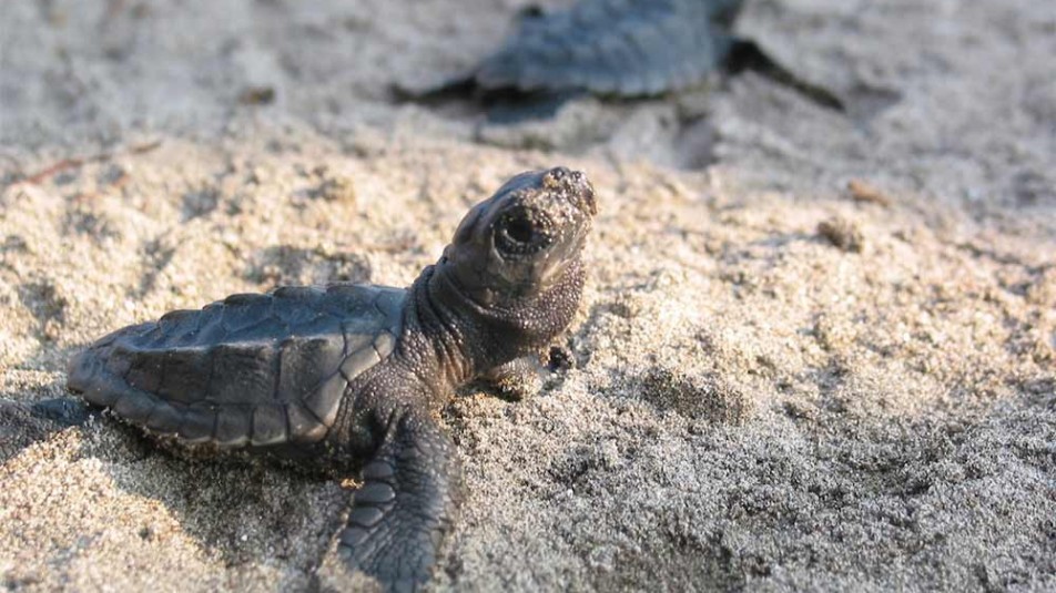 Η Γέννηση της Caretta - Caretta