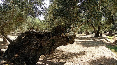 Medieval Olive trees