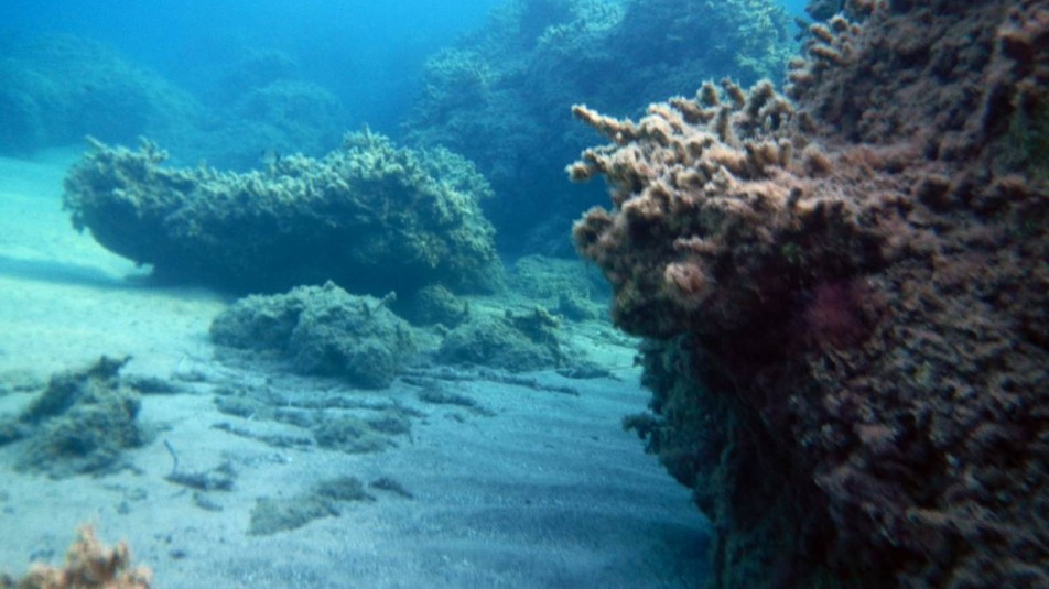 Snorkeling in Zakynthos