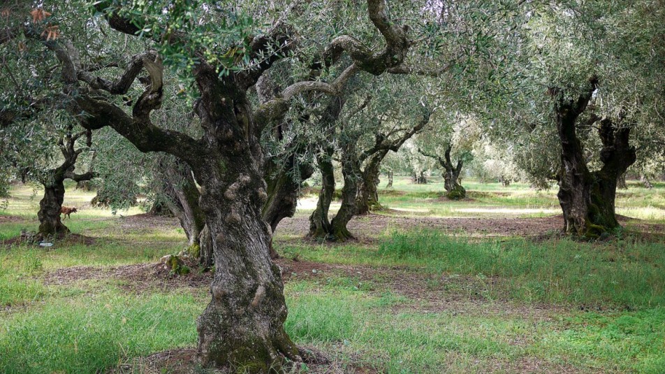 Μάθετε πως παράγεται το λάδι