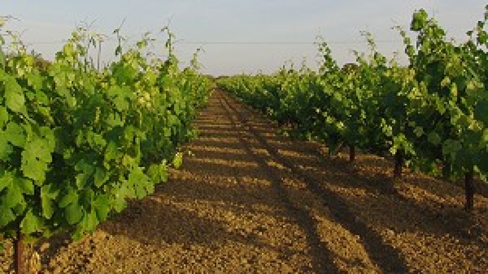 Wine in Zakynthos