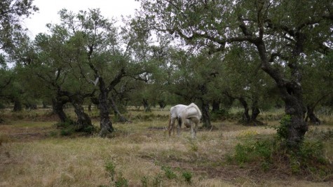 Eco Zante 