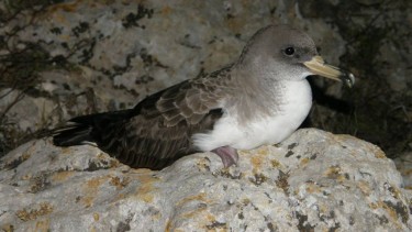 Bird watching around Zante