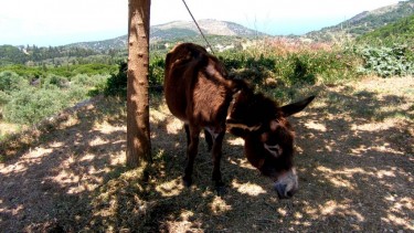 Παραδοσιακό Πάρκο