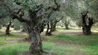 Learn how an Olive Oil Refinery works